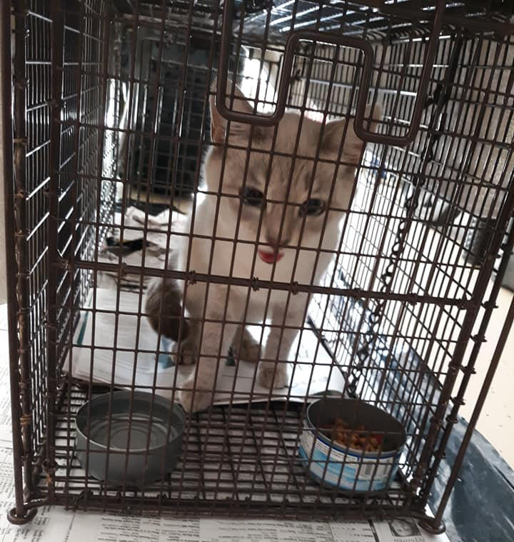 trap neuter release cat in crate