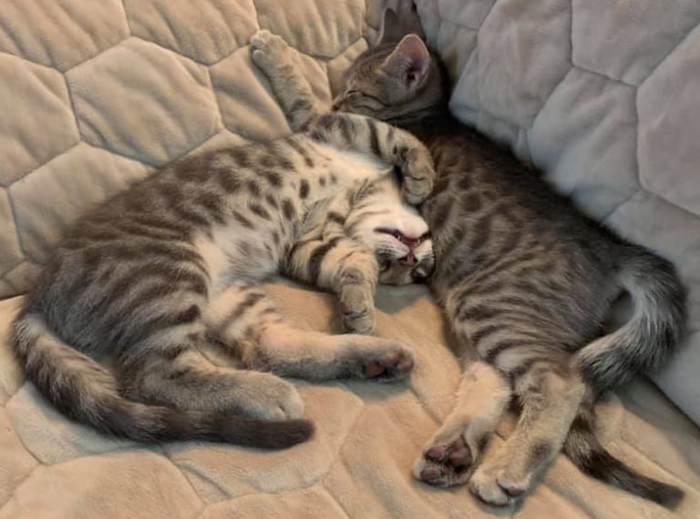 cuddling rescued tabby kittens