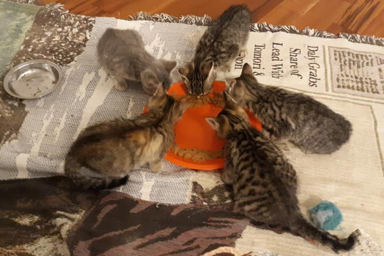 momma rescue cat and her kittens eating