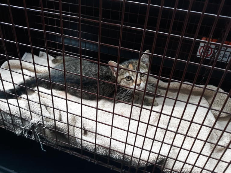 feral rescue kitten in crate