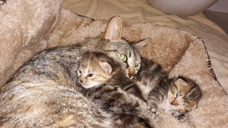 rescue momma brown tabby cat and her kittens